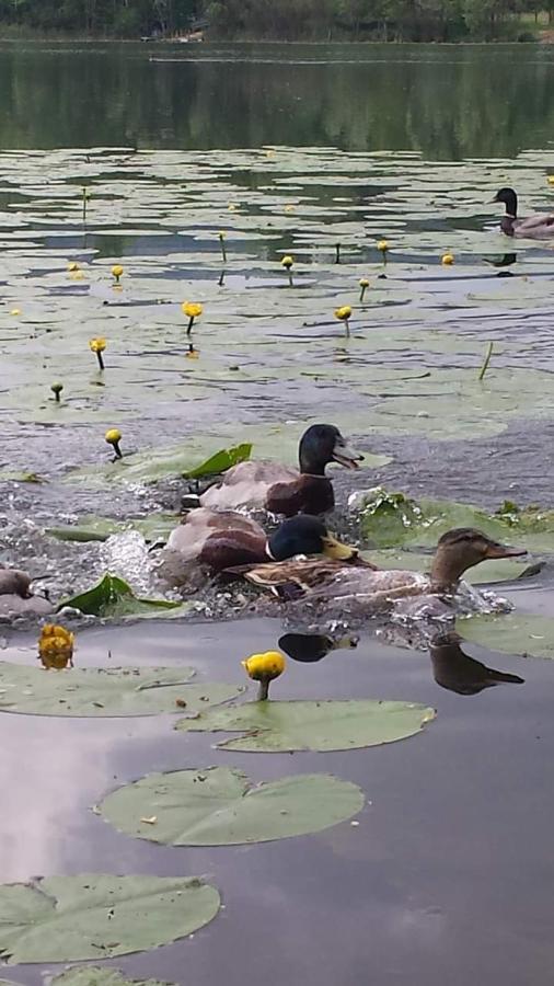 Al Lago Guest House Revine Lago Dış mekan fotoğraf